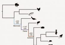 Ancient ‘genomic parasites’ spurred evolution of pregnancy in mammals