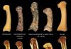 Early human ancestors used their hands like modern humans