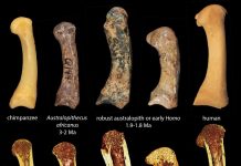 Early human ancestors used their hands like modern humans