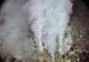 How Earth’s earliest life overcame a genetic paradox