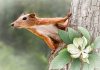 Fossil ankles indicate Earth’s earliest primates lived in trees