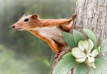 Fossil ankles indicate Earth’s earliest primates lived in trees