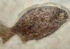 Jaw mechanics of a shell-crushing Jurassic fish revealed
