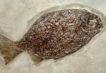 Jaw mechanics of a shell-crushing Jurassic fish revealed
