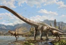 Long-necked ‘dragon’ discovered in China