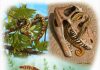 Oldest known snake fossils identified