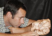 Out of the pouch: ancient DNA from extinct giant roos
