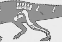 Paleontologist names a carnivorous reptile that preceded dinosaurs