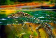 Preserved fossil represents oldest record of parental care in group of prehistoric reptiles