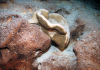 Evolution: Rock sponges split up