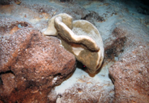 Evolution: Rock sponges split up