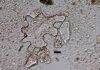 Tiny plant fossils a window into Earth’s landscape millions of years ago