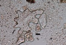 Tiny plant fossils a window into Earth’s landscape millions of years ago