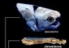 Two-faced fish clue that our ancestors ‘weren’t shark-like’