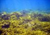 Predicting coral reef futures under climate change