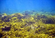Predicting coral reef futures under climate change