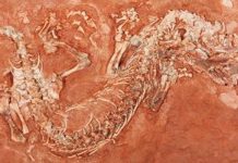 Fossil find sheds new light on evolution of reptiles