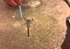 Silurian Scorpion from Ontario – Out of the water