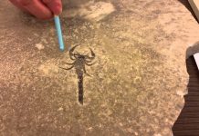 Silurian Scorpion from Ontario – Out of the water