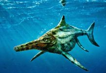New Jurassic species of marine reptile identified from fossils in Scotland