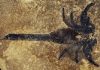 Research Reveals Spectacular 430-Million Year Old Ontario Scorpion!