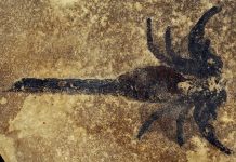 Research Reveals Spectacular 430-Million Year Old Ontario Scorpion!