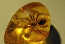 Amber