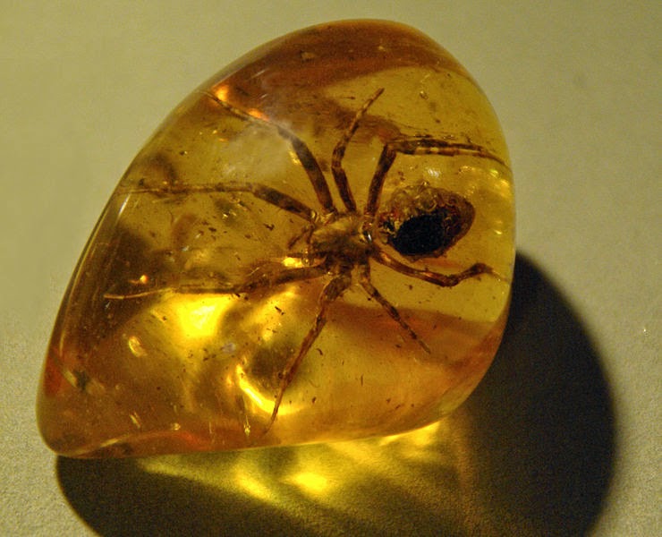 Amber  Geology Page