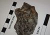 Archaeocyatha