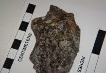 Archaeocyatha