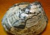 Inoceramus