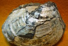 Inoceramus