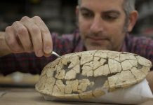 Climate-change clues from turtles of tropical Wyoming