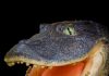 Crocodiles rocked pre-Amazonian Peru