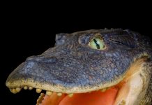 Crocodiles have complex past
