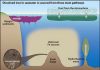 Deep ocean a source of dissolved iron in Central Pacific