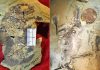 Earliest-known arboreal and subterranean ancestral mammals discovered