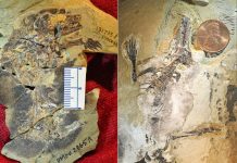 Earliest-known arboreal and subterranean ancestral mammals discovered