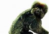 Fossils from heart of Amazon provide evidence that South American monkeys came from Africa