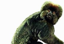 Fossils from heart of Amazon provide evidence that South American monkeys came from Africa