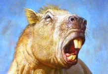 Giant rodent used incisors like tusks