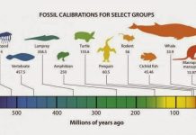 International team of scientists launches fossil database