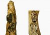 Kenyan fossils show evolution of hippos