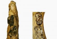 Kenyan fossils show evolution of hippos