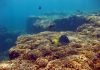 La Niña-like conditions associated with 2,500-year-long shutdown of coral reef growth