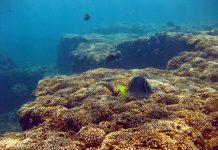 La Niña-like conditions associated with 2,500-year-long shutdown of coral reef growth