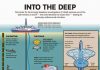 New Species Discovered Beneath Ocean Crust