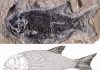 New ionoscopiform fish found from the Middle Triassic of Guizhou, China