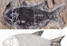New ionoscopiform fish found from the Middle Triassic of Guizhou, China