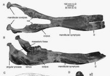 New study reveals competition and replacement between two miocene shovel-tuskers